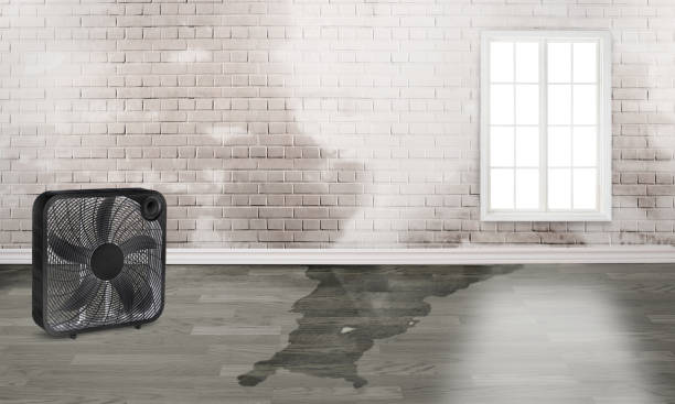 Best Carpet water damage restoration  in Fremont, IN